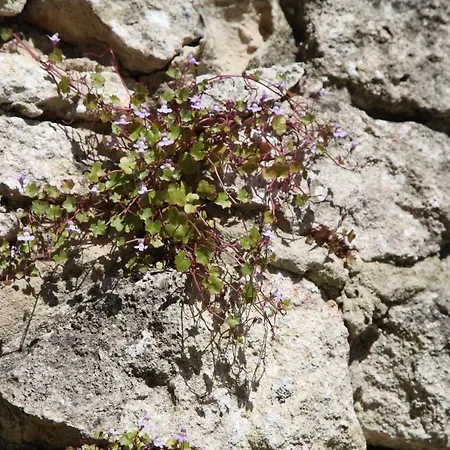 Oeno-lodge Casa de Férias Saint-Germain-dʼEsteuil